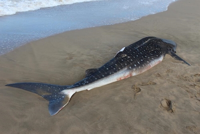Mutilated whale shark washes up